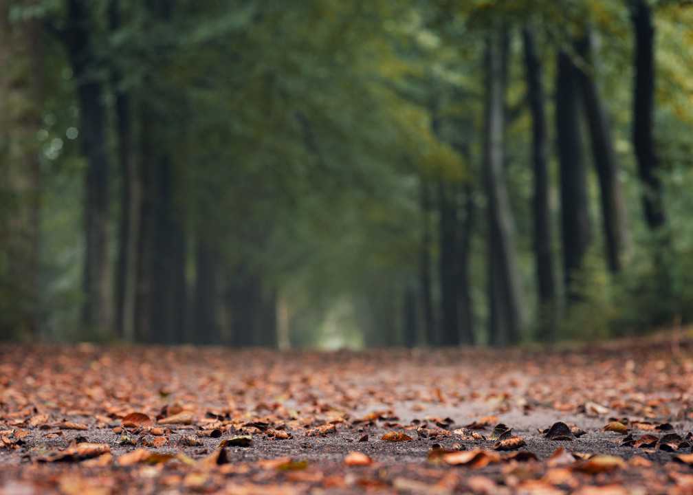 RoonZ-nl