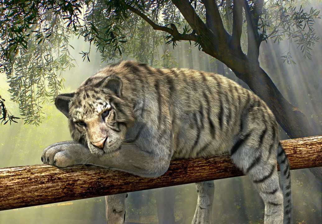 Anja