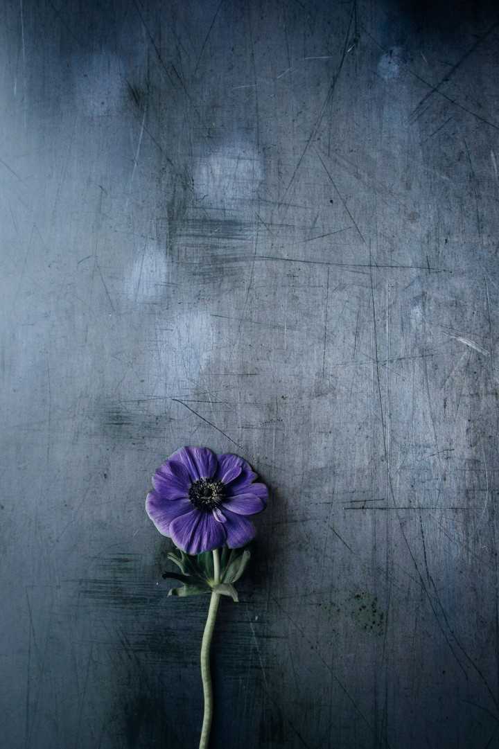 Annie Spratt