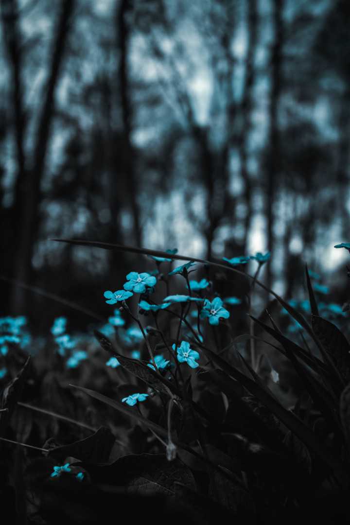  Lazar Todorovic