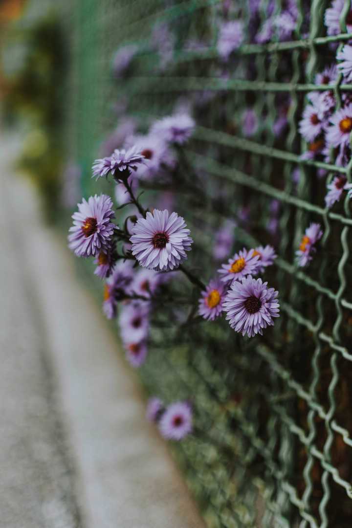 fotografierende