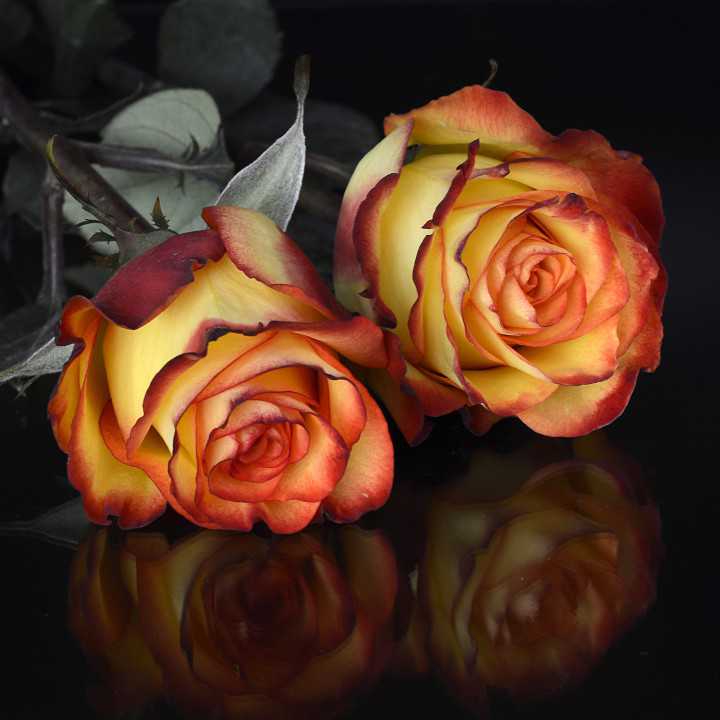 annca