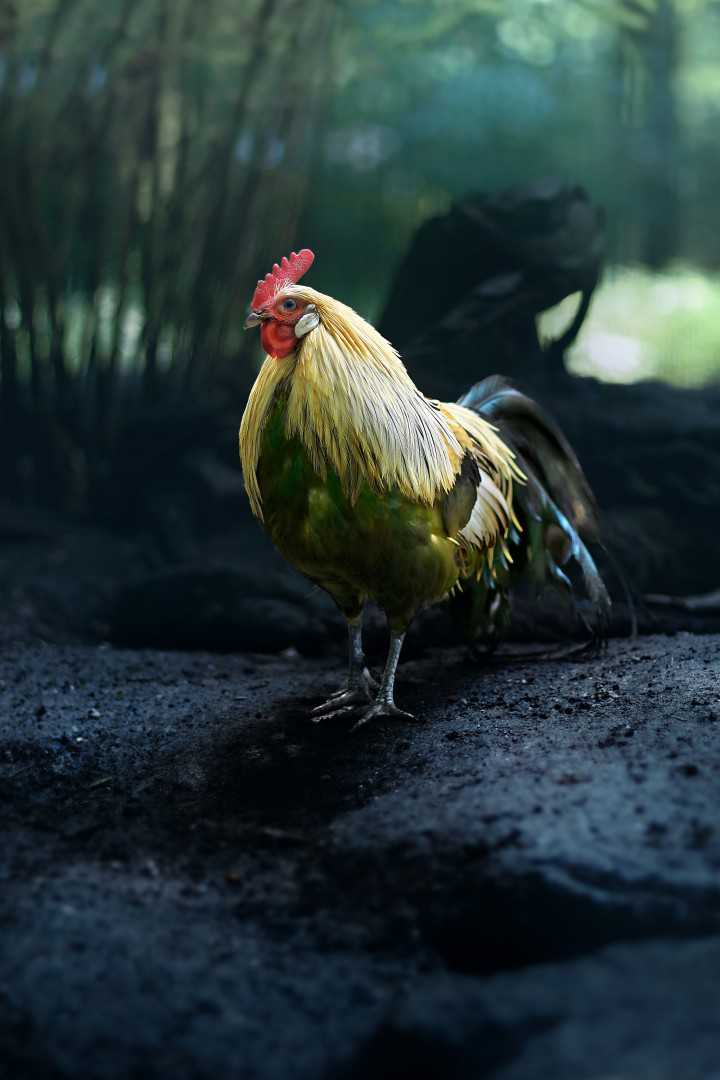 panimo