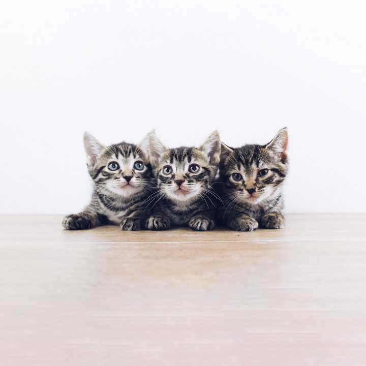 The Lucky Neko