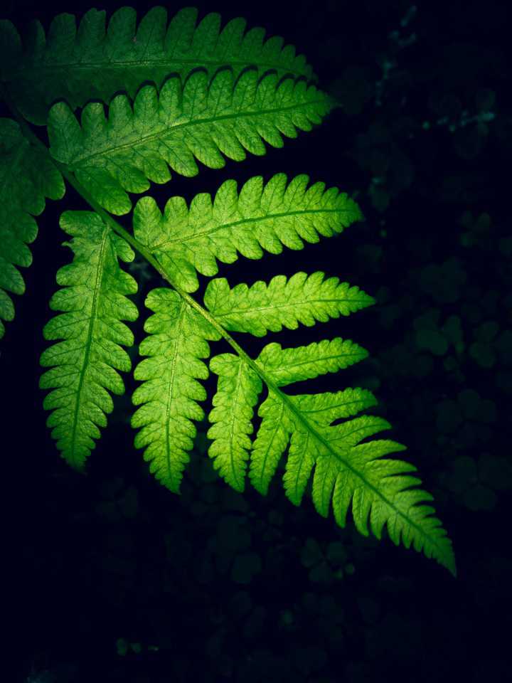 Tausif Hossain