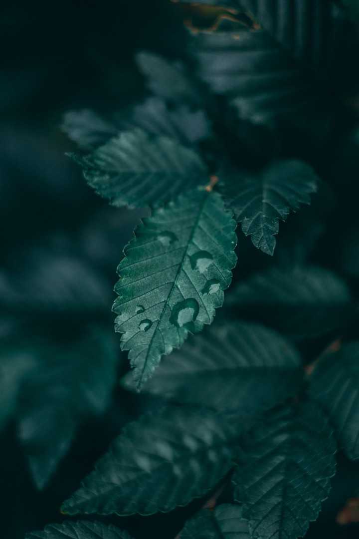 Svetlana Manic