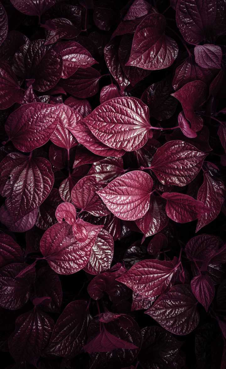 Omid Armin