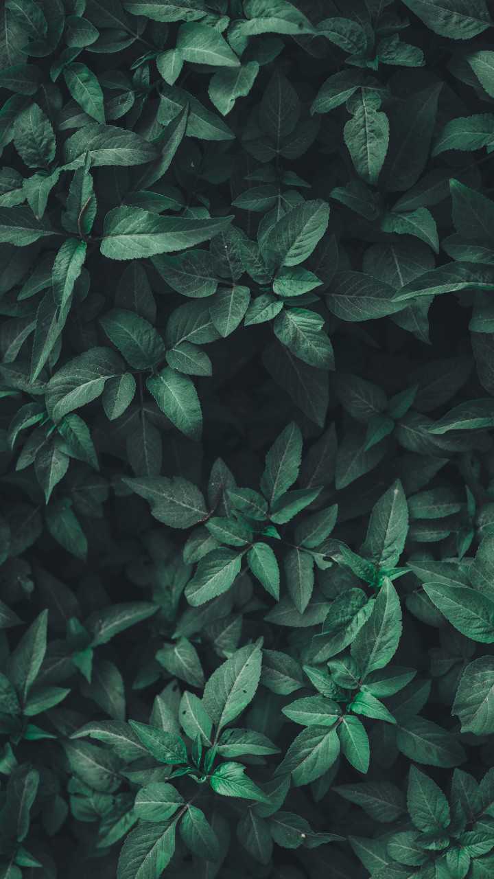 Nahil Naseer