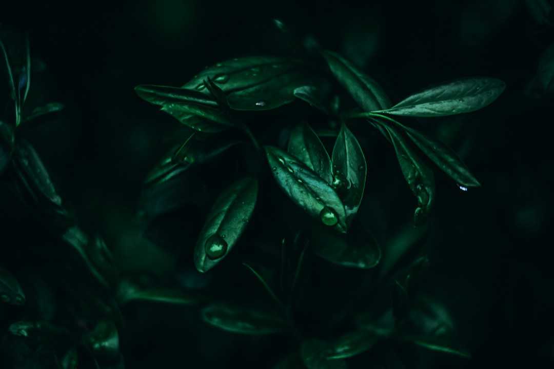 Svetlana Manic