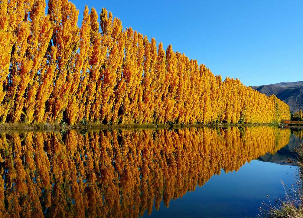 Bernard Spragg. NZ
