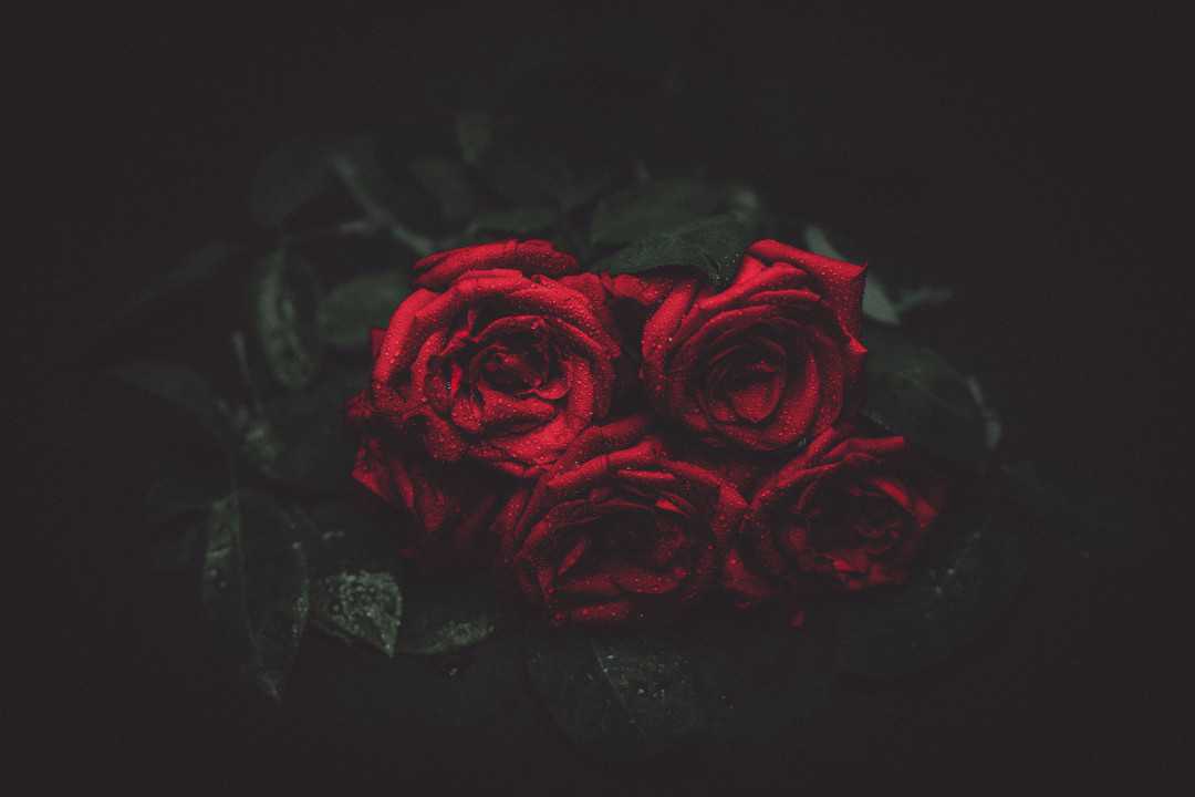 Free-Photos