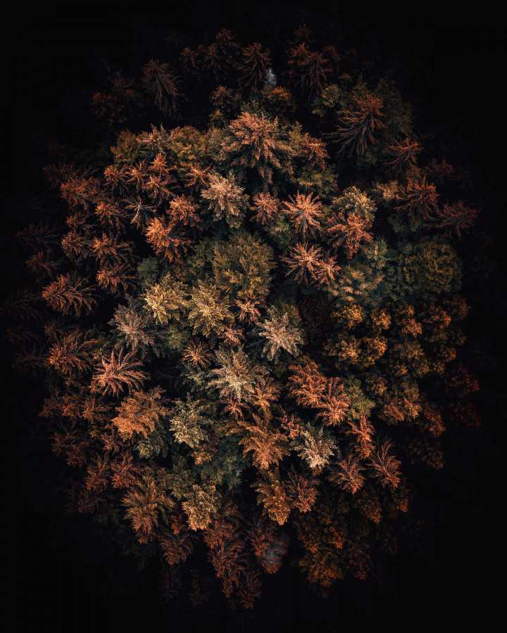 Oliver Roos